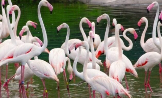 Mengenal-Flamingo