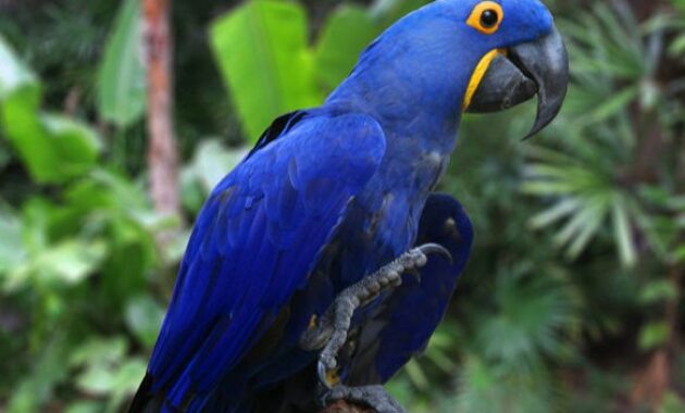 hyacinth-macaw