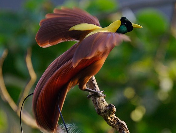 jenis-burung-indonesia