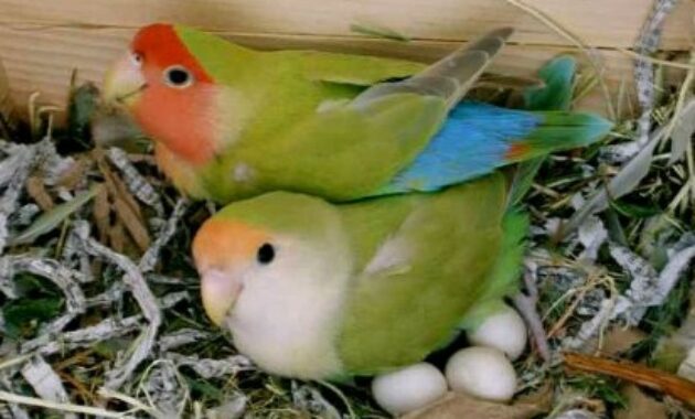 pengeraman-telur-lovebird