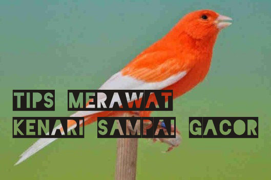 Tips Mewawat Kenari Agar Gacor Serta Ngerol Panjang
