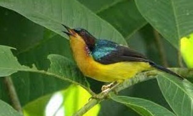 habitat-kolibri