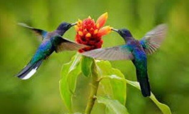 burung-kolibri