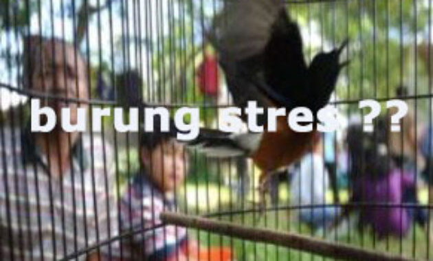 burung-stres