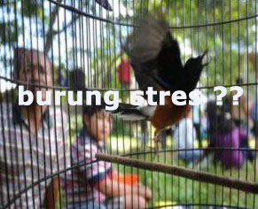 burung-stres