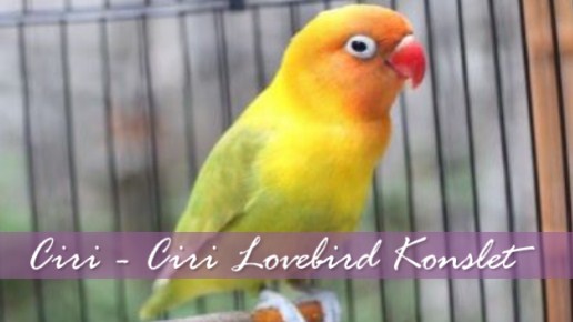 ciri-lovebird-konslet | pleci.id