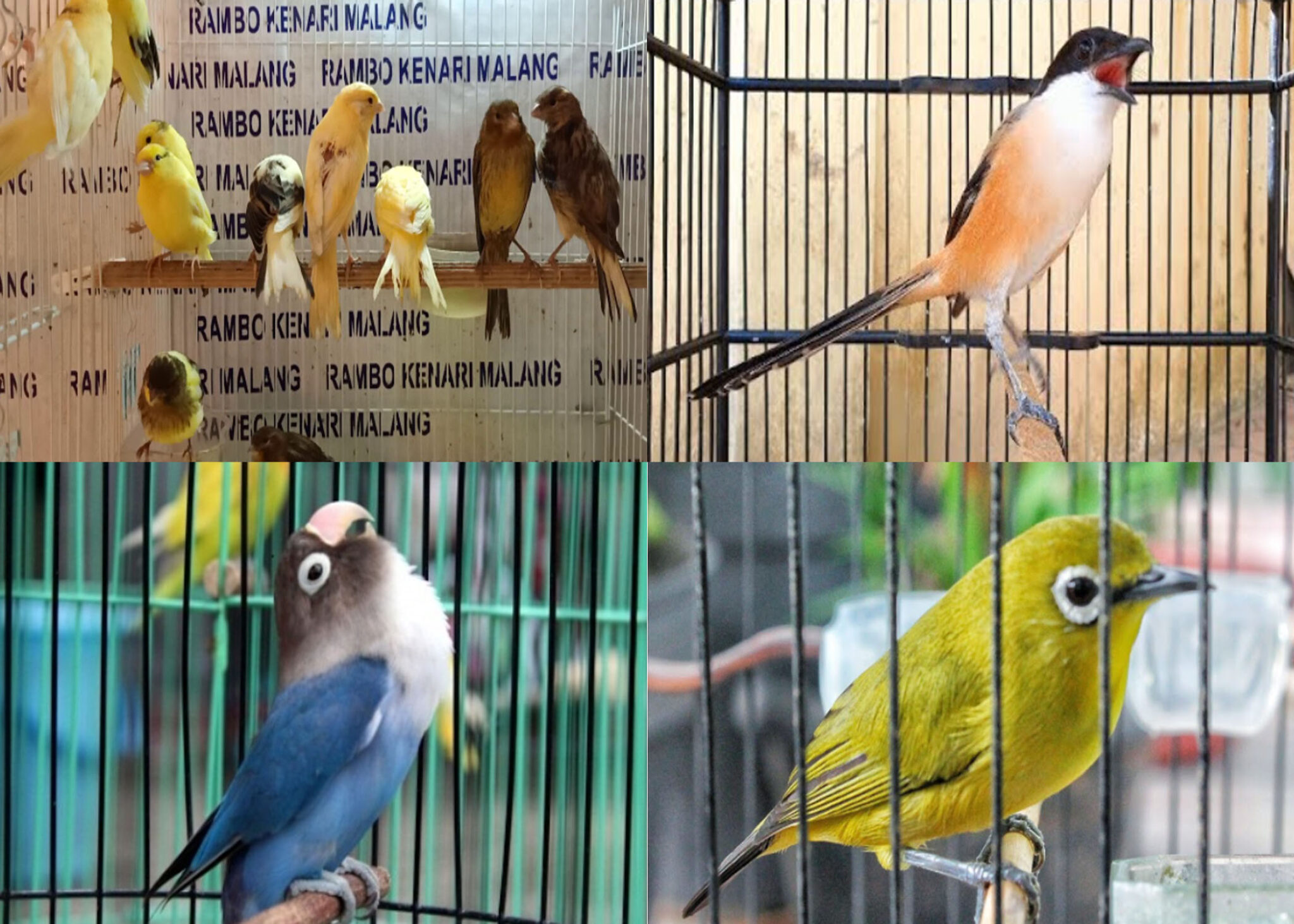4 jenis burung kurang cocok dekat dengan kenari