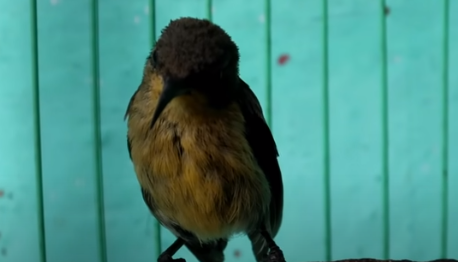 cara-merawat-kolibri-ninja-trotol
