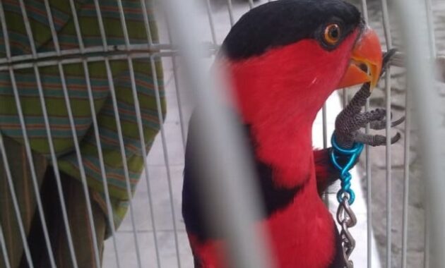 Harga Pasaran Burung Nuri Terbaru Dan Terlengkap | Pleci.ID