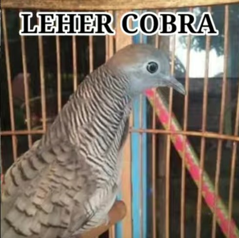 katuranggan-leher-cobra