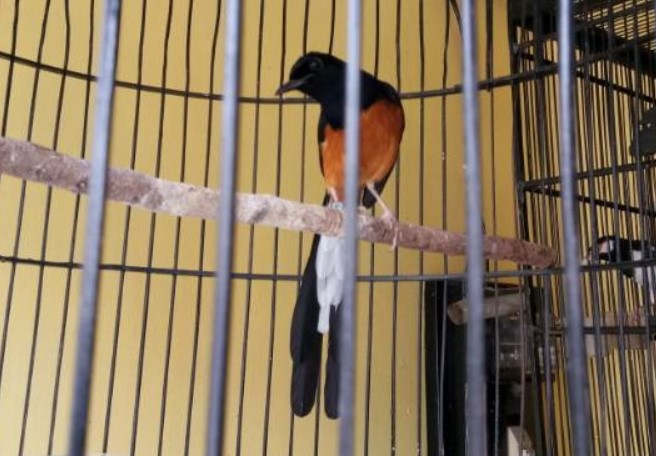 Cara Mengatasi Burung Murai Batu Macet Bunyi | Pleci.ID